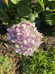 Hydrangea