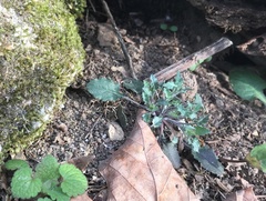 Borodinia perstellata