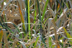 Limnoctites sulphuriferus