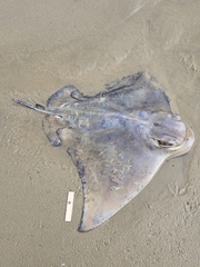 Myliobatis tenuicaudatus