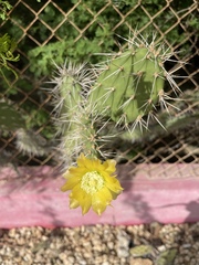 Opuntia caracassana