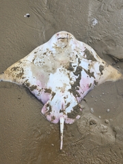 Myliobatis tenuicaudatus