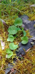 Centella cordifolia
