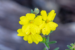 Hibbertia riparia