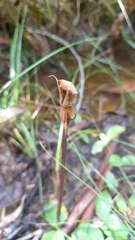 Chiloglottis valida