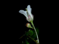 Cardamine heleniae
