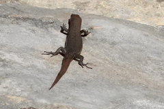 Lampropholis guichenoti