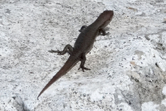 Lampropholis guichenoti