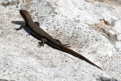Lampropholis guichenoti