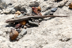 Lampropholis guichenoti