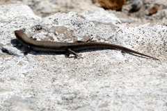 Lampropholis guichenoti