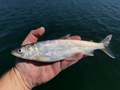 Coregonus artedi