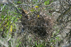 Phacellodomus striaticollis