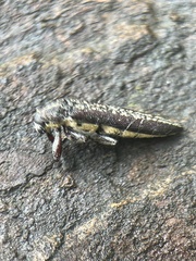 Rhinotia lineata
