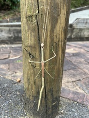 Anchiale austrotessulata