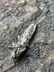 Rhinotia lineata