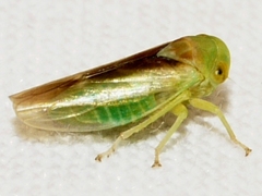Populicerus