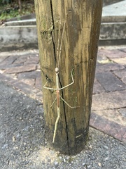 Anchiale austrotessulata