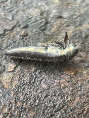 Rhinotia lineata