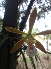 Encyclia tampensis