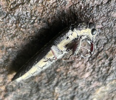 Rhinotia lineata