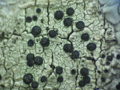 Buellia desertica