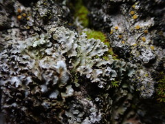 Physconia perisidiosa