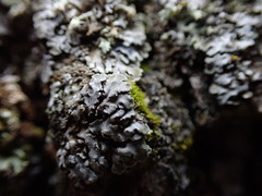 Physconia perisidiosa