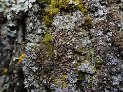 Physconia perisidiosa