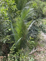 Macrozamia communis