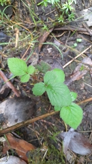 Rubus