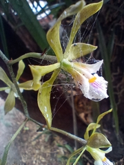 Encyclia tampensis