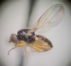 Chloropidae