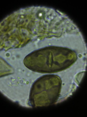 Buellia desertica