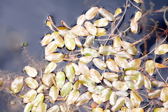 Potamogeton cheesemanii