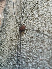 Sclerosomatidae