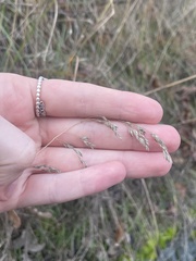 Poa