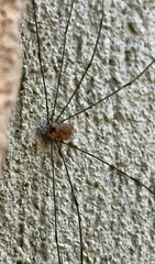 Sclerosomatidae