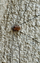 Sclerosomatidae