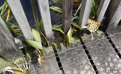 Phormium tenax