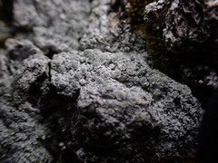 Pertusaria subambigens