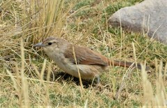 Phacellodomus striaticeps