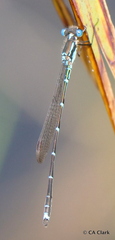 Austrolestes colensonis