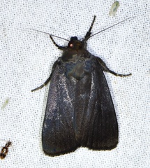 Amphipyra livida