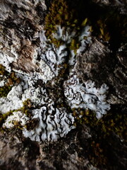 Physconia perisidiosa