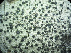 Buellia desertica