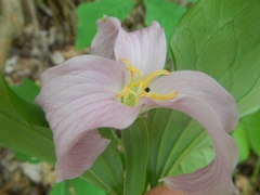 Trillium catesbaei