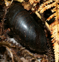 Powelliphanta annectens