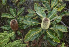 Banksia robur