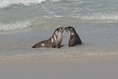 Neophoca cinerea
